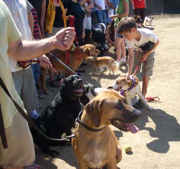 good dogs
