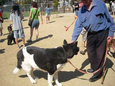 akita-holstein